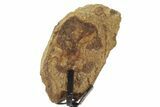Dinosaur (Triceratops) Frill Shield Section w/ Stand - South Dakota #378572-2